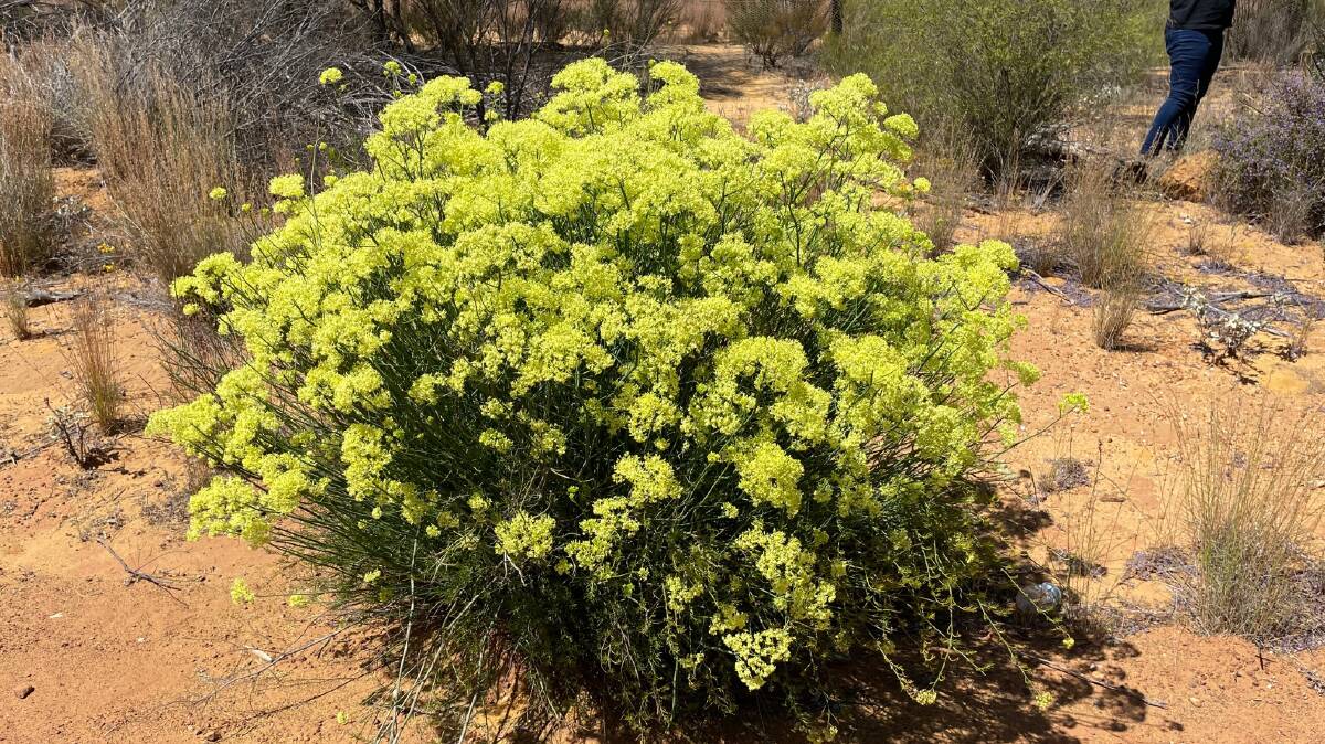 The government hopes a First Nations grower group's pilot project to get wattle seeds on Singapore retail shelves will become the blueprint for export readiness of all Indigenous businesses. Pictures supplied.