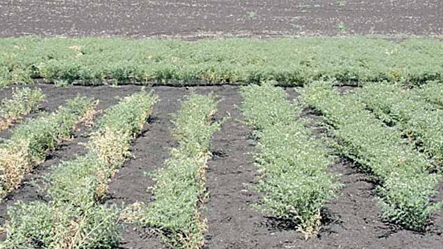 Chickpea trials exhibiting Phytopthera root rot. Photo: GRDC