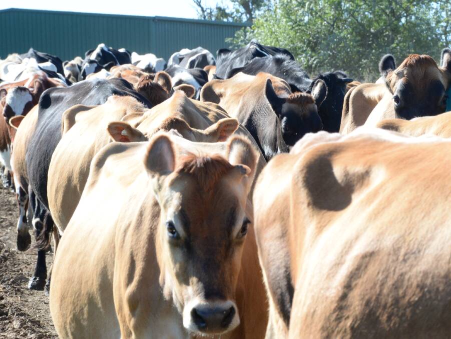 The ACCC is calling for feedback from interested parties on issues across all product and geographical markets in the Australian dairy industry.