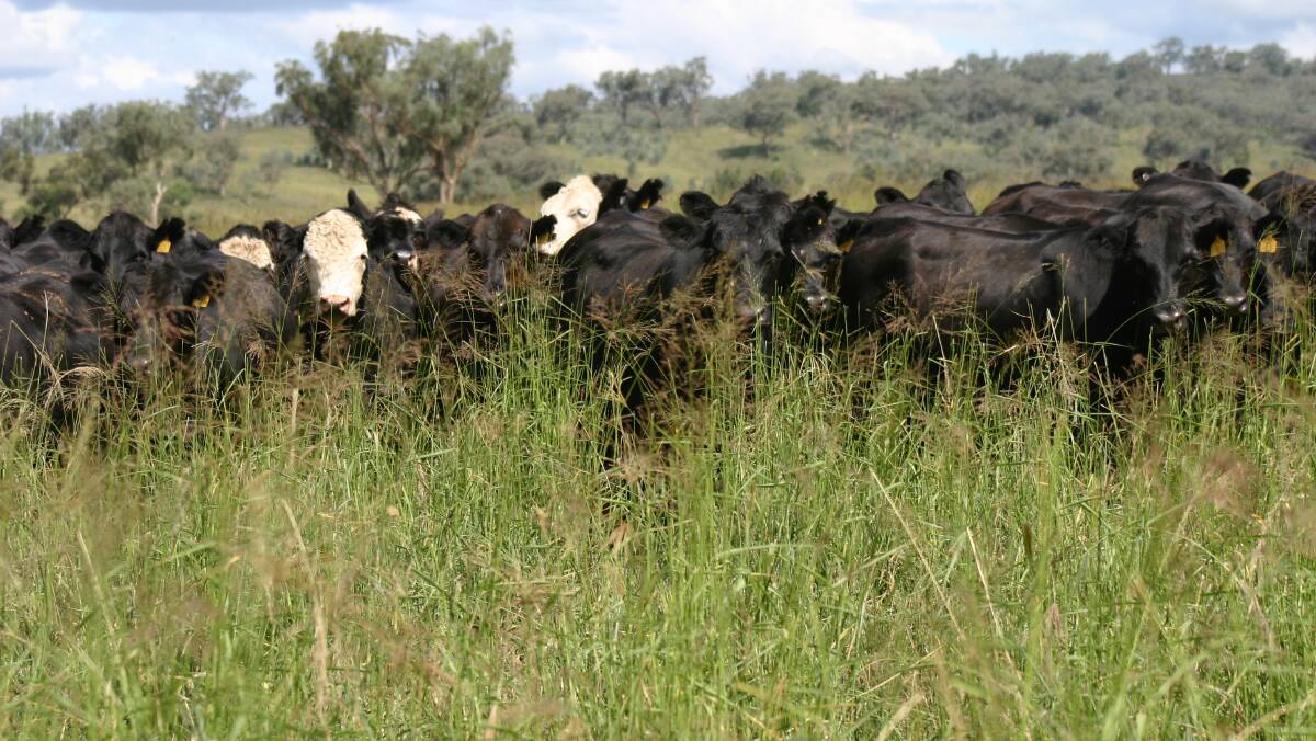 The acquisition of three Queensland-based businesses by Heritage Seeds will complement the company’s pasture and fodder crops, and its tropical grass seed breeding program.