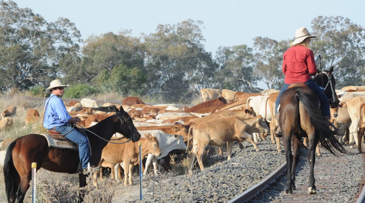 In 2013 Tom Brinkworth bought 18,000 head of cattle from stations in the Gulf of Carpentaria, trucked them to Longreach in western Queensland, then had drovers walk them to his 35,000-hectare Uardry Station near Hay in the NSW.