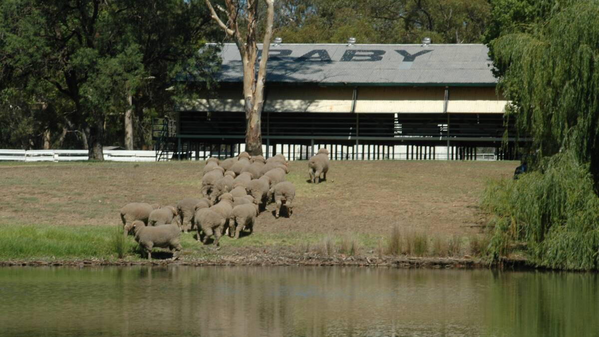 Historic NSW Stud Merino and Awassi sheep property "Raby" is one of three prime farmland assets being offloaded by Hassad Australia.  