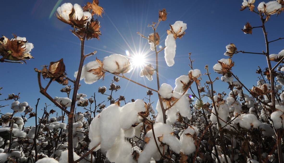 An indicative takeover bid from rival cotton processor, Olam, has come as an absolute surprise to Namoi Cotton. File photo