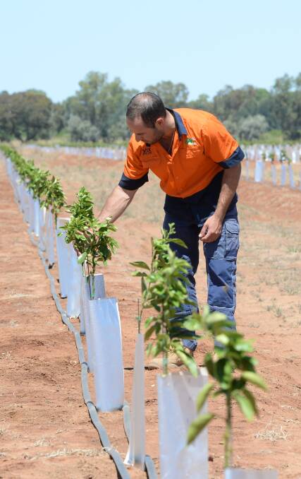 New citrus plantings are not keeping pace with growth in export opportunities for oranges
