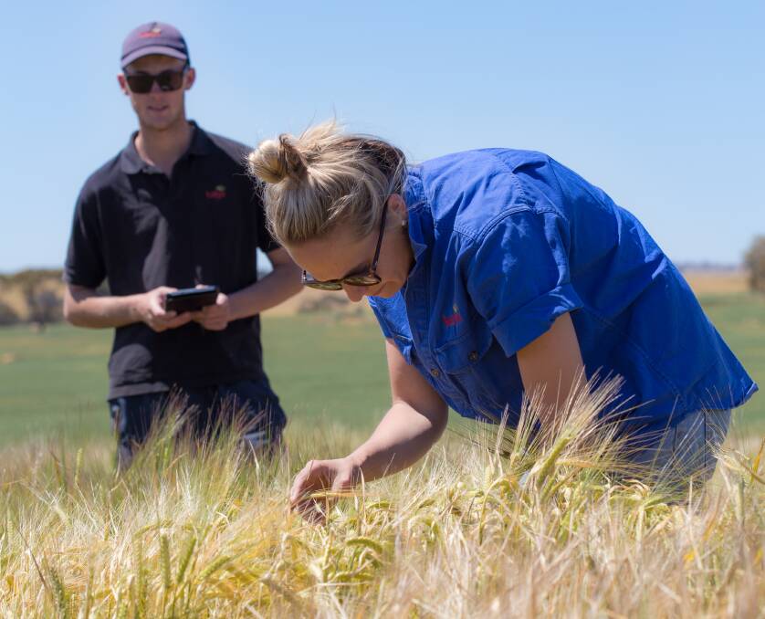 Former Kalyx graduate, now senior research agronomist, Bridget Doyle, in research trials with research technician, Aaron Smith.