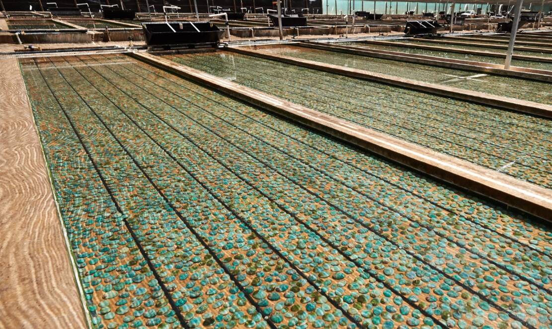 Yumbah Aquaculture's sea water abalone raceways would stretch for about 27 kilometres if placed end to end.