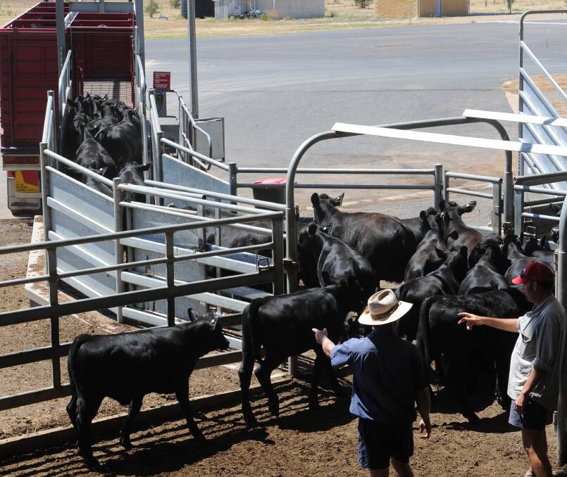Exporters suggest Chinese demand for live cattle for immediate processing  could see up to 150,000 shipped from southern Australia in 2017, and more next year.