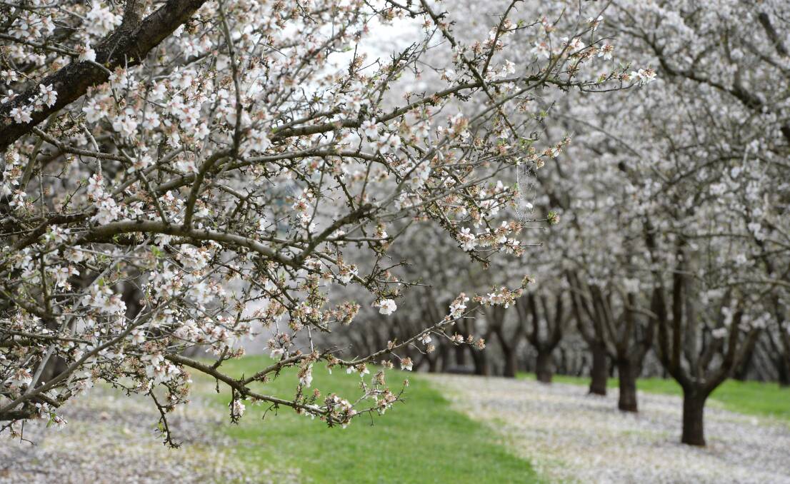Select Harvest has more than 7000 hectares of almond plantations likely to deliver about 15,800 tonnes of crop next year.