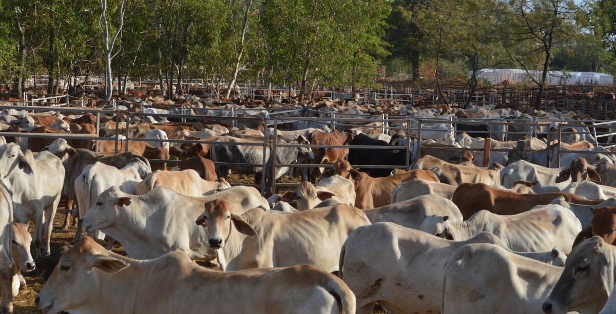 Cattle yarded at Humbug Wharf await loading on the first live export to leave Weipa in seven years.