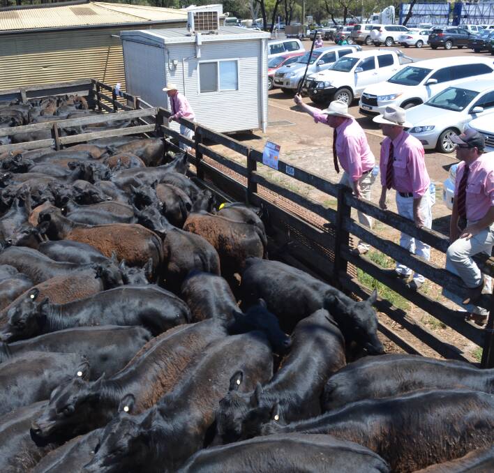 GOOD START: AC Archibald, Bundoran, Glenthompson, pen of 90 steers weighing an average of 359kg sold for 325c/kg at at the Angus Steer Weaner sale at Hamilton.
