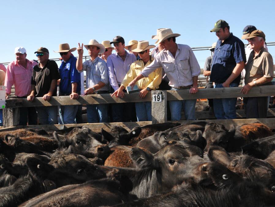 Big bidders: Commission buyer Andrew Lowe, Ray White Emms Mooney Ben Redfern and George & Fuhrmann Matthew Grayson at the Casterton weaner sale. Photo: Annabelle Beale