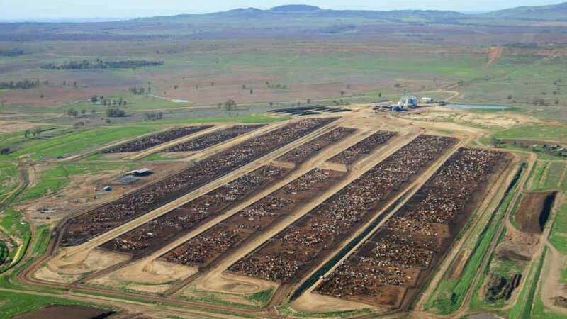ACC's Brindley Park feedlot at Roma in Queensland.