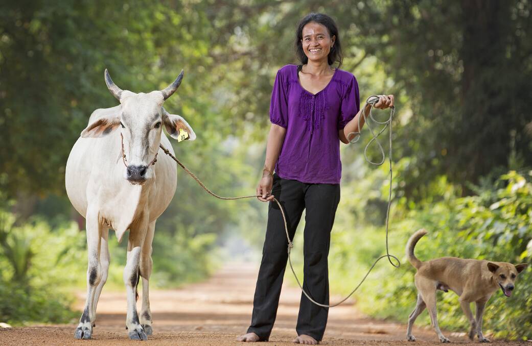 A woman walks her cow to receive vaccinations. PHOTO: Cows for Cambodia.