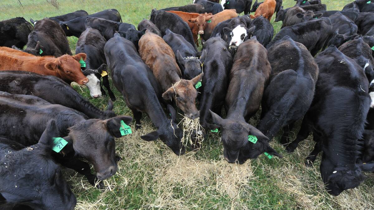 Let cattle choose their dinner for production benefits