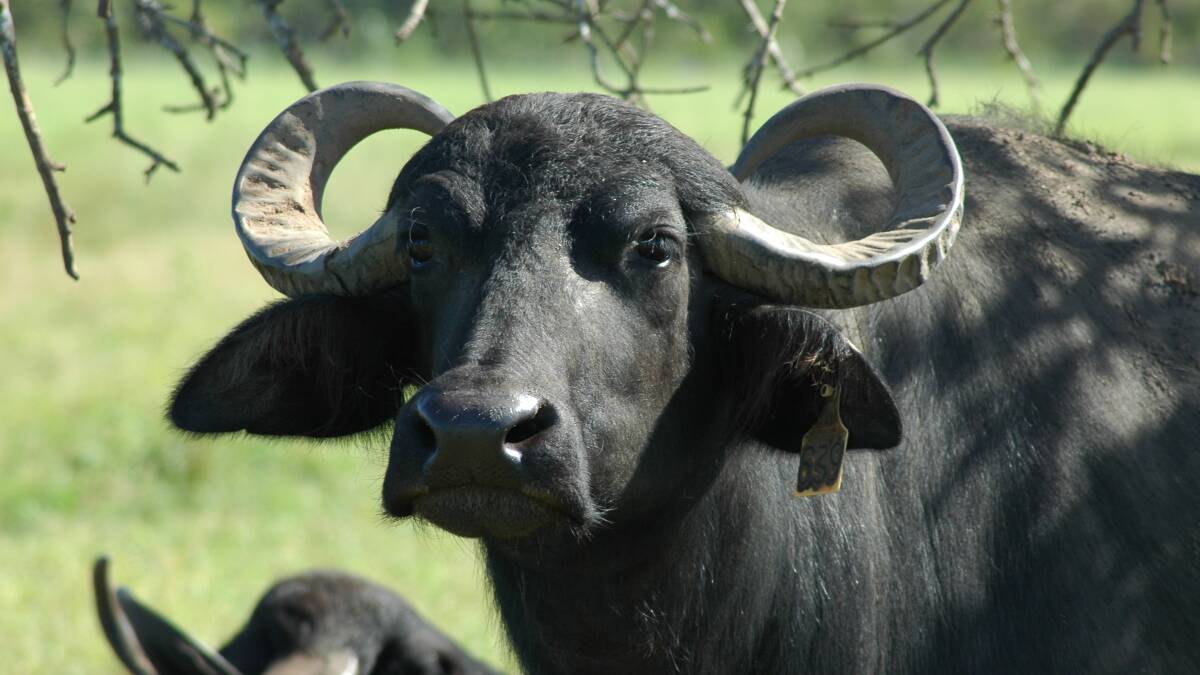 The humble Australia buffalo looks to have a big future. Photo: Barry Lemcke.