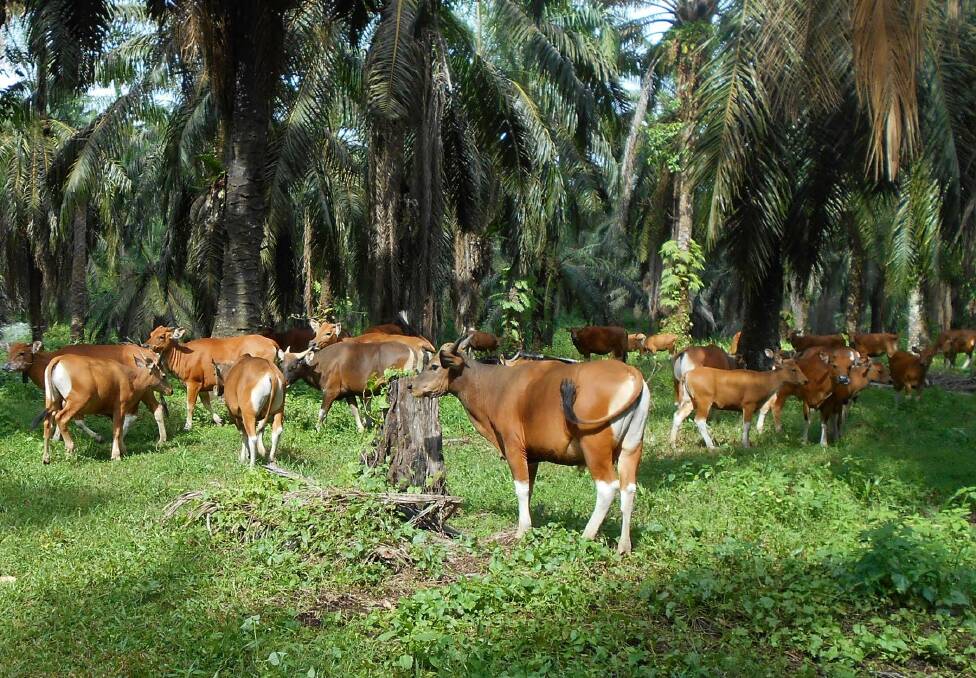 Cattle farming in Indonesia.