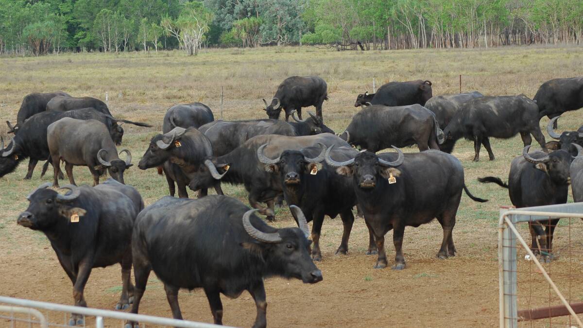 Hardy Australian buffalo. Photo: Barry Lemcke.