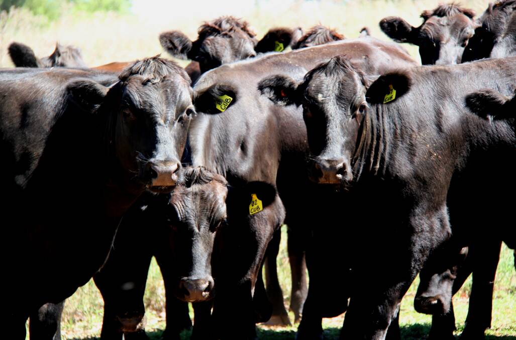 A trend is emerging towards very highly marbled beef within the luxury meat market - marble scores of eight, nine and nine-plus, with demand particularly high in export markets, according to Wagyu breed leaders.