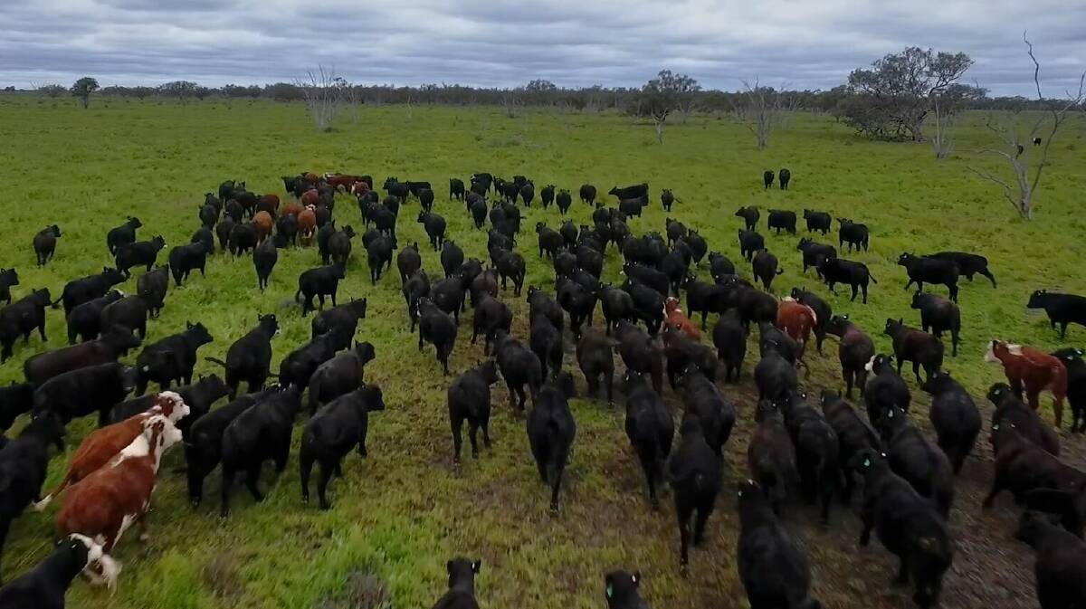 Cattle on Paraway Pastoral Company's northern NSW "Pier Pier Station", bought in 2011.