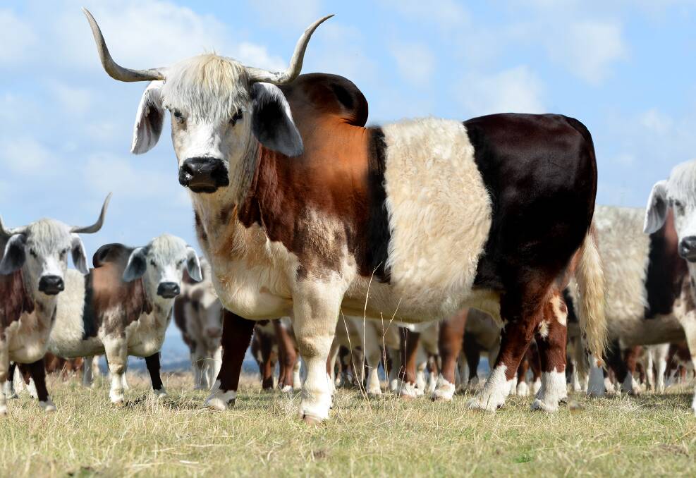 If we took all the best traits from across all the beef cattle breeds and stacked them together in the one animal, what would it look like? Probably not like this digitally-enhanced image! 