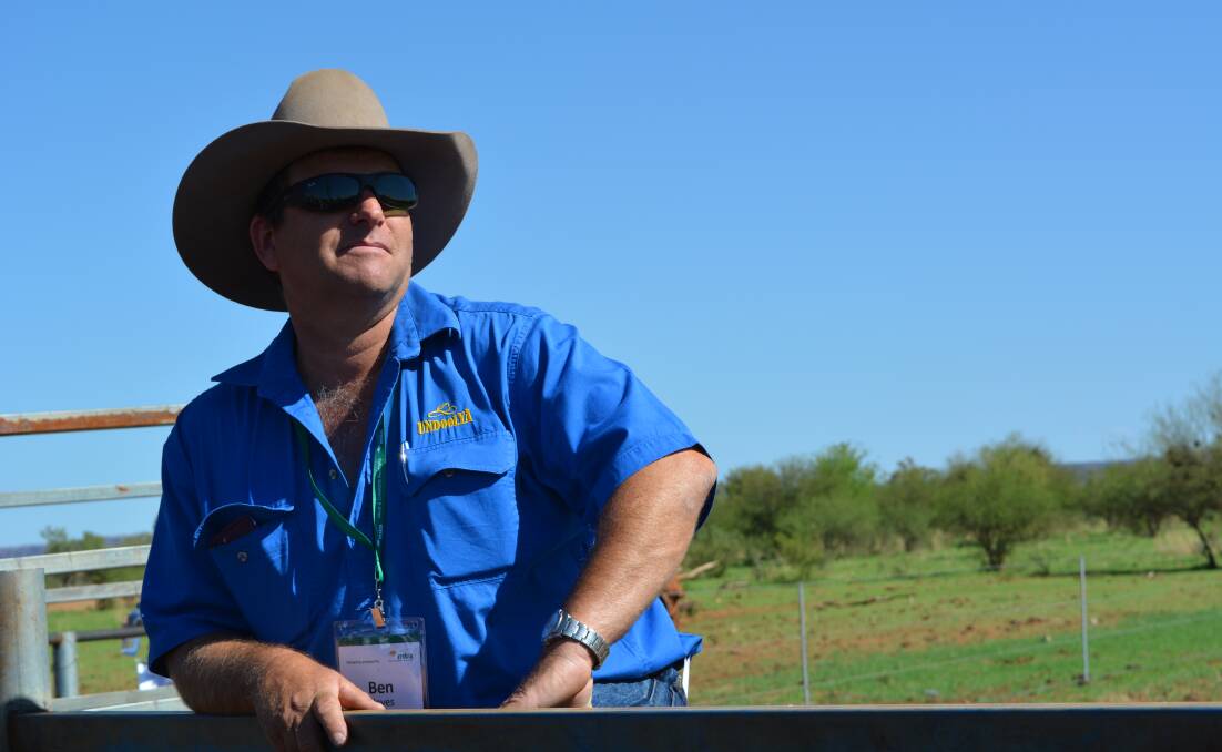 Northern Territory cattleman Ben Hayes breeds Poll Herefords at "Undoolya Station" near Alice Springs.