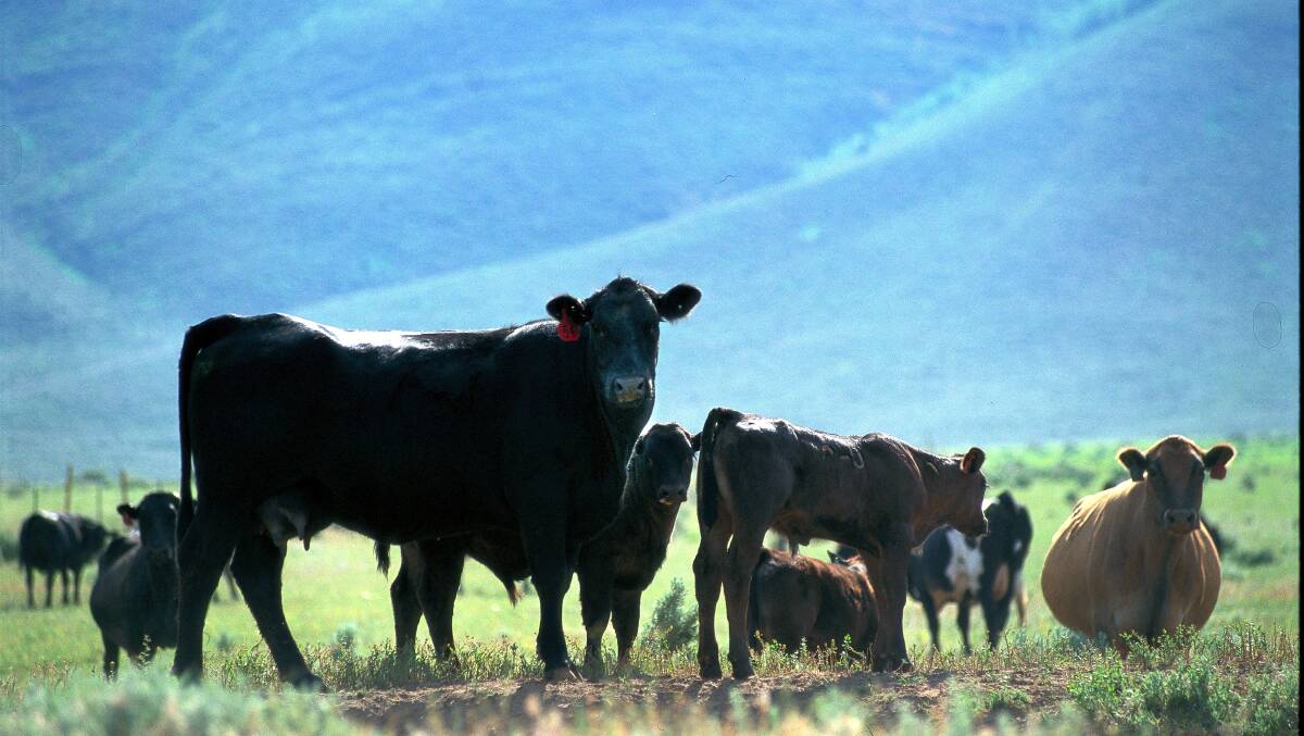 Is more United States beef headed to China? And what will that mean for Australia?