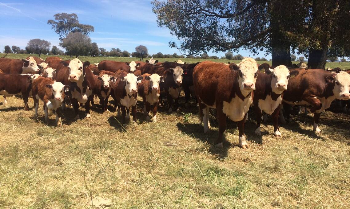 CATTLE PEARLERS: Poll Herefords at “Kurrajong Park” on the Liverpool Plains.