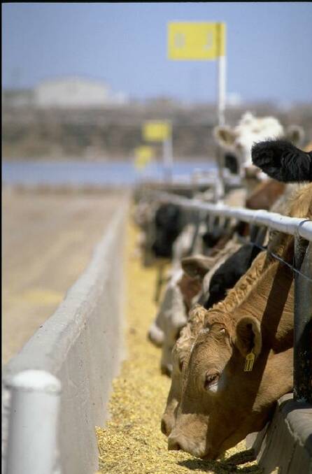 US cattle on feed.
