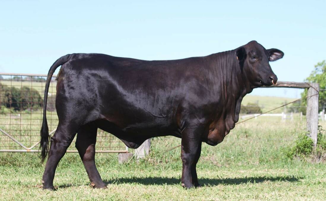 A cloned Brangus cow from the Hansen's Oaklands Brangus Stud at Kalapa, Queensland, nicknamed Eve. 