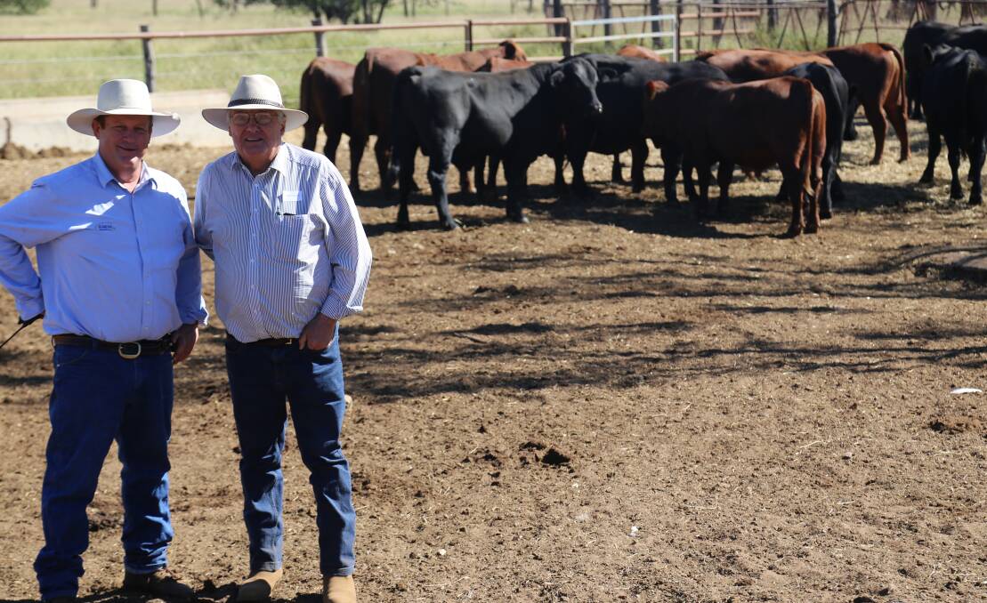 Blair Angus and Greg Chappell with Angus Belmont Red composite bulls at the Angus family's Kimberley Station in Central Queensland. 