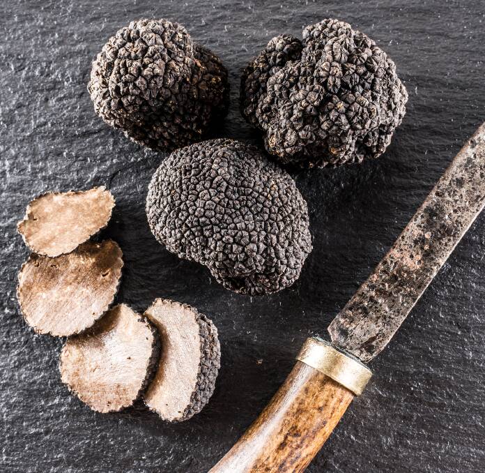 High-end restaurant truffle. Growers want to keep the product in that space, given the $1500 a kilogram farmgate price it commands.