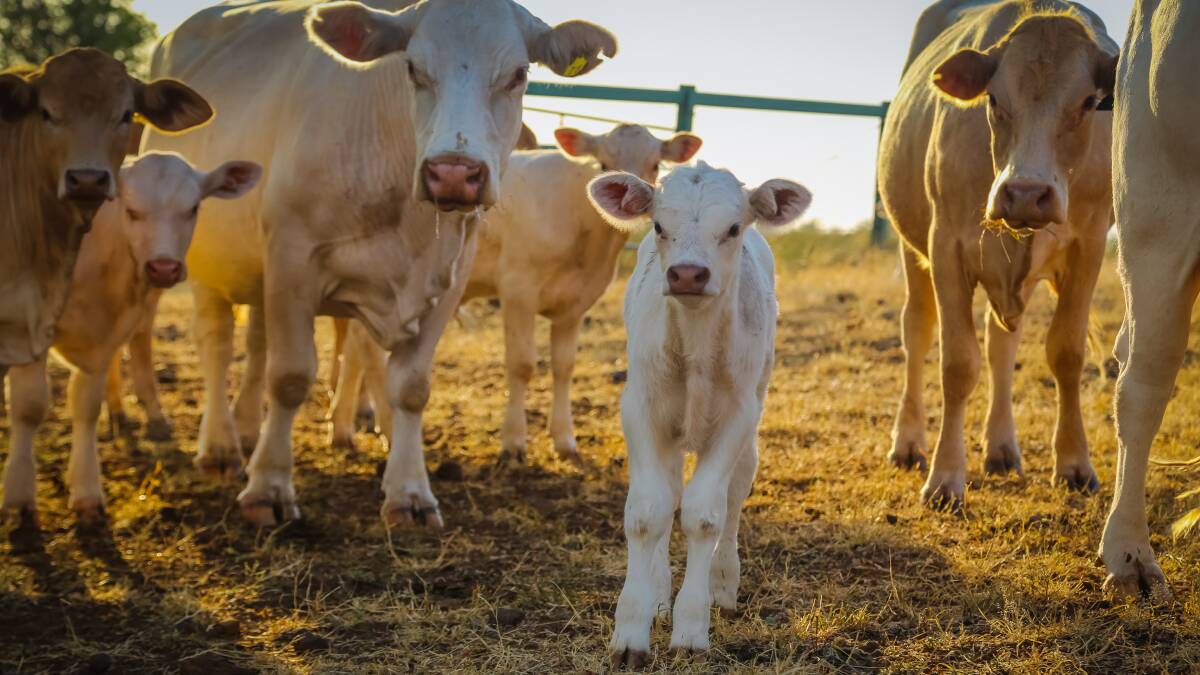 Tri-Solfen approved for use in calves