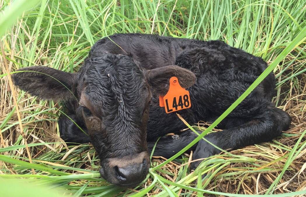 A Strathdale Wagyu-cross calf, tagged at birth.