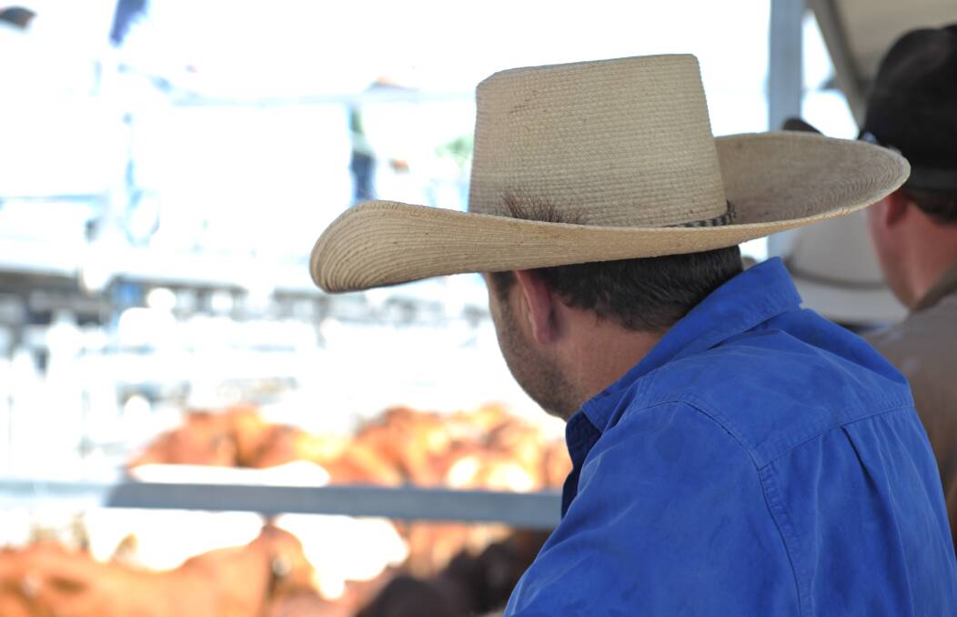 Around 2400 head were yarded at the Central Queensland Livestock Exchange store sale at Gracemere, Queensland, today. Photo: Kelly Butterworth.