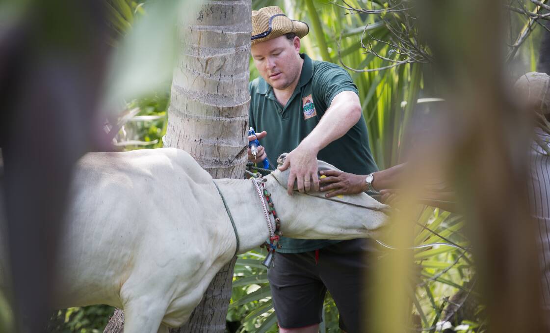 Andrew Costello vaccinates one of the cows in his Cambodian charity. PHOTO: Cows for Cambodia.