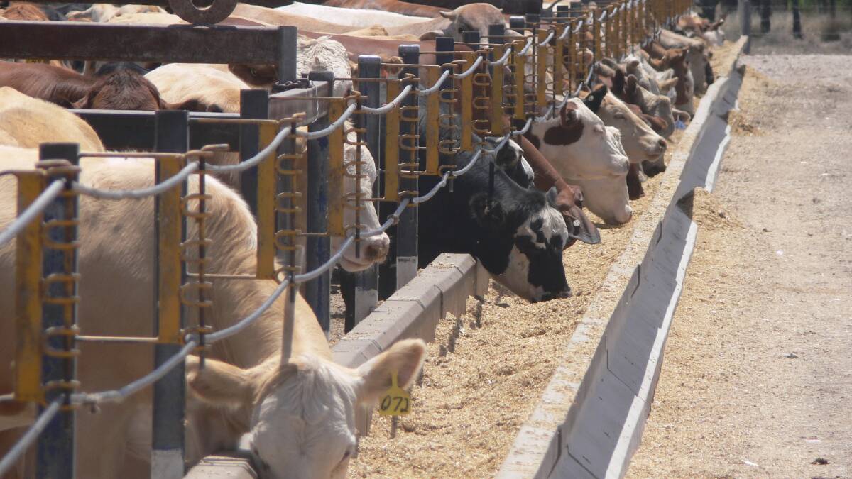 ​Cattle on feed numbers drop