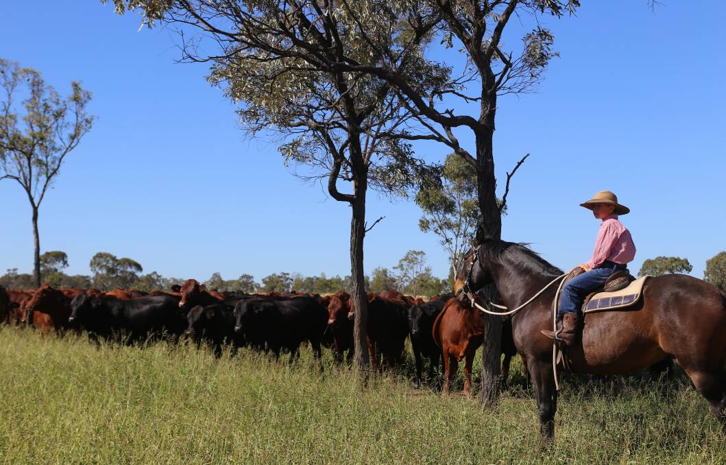 Hamish McArthur keeps an eye on "Kimberley Station" maiden heifers, joined in January.