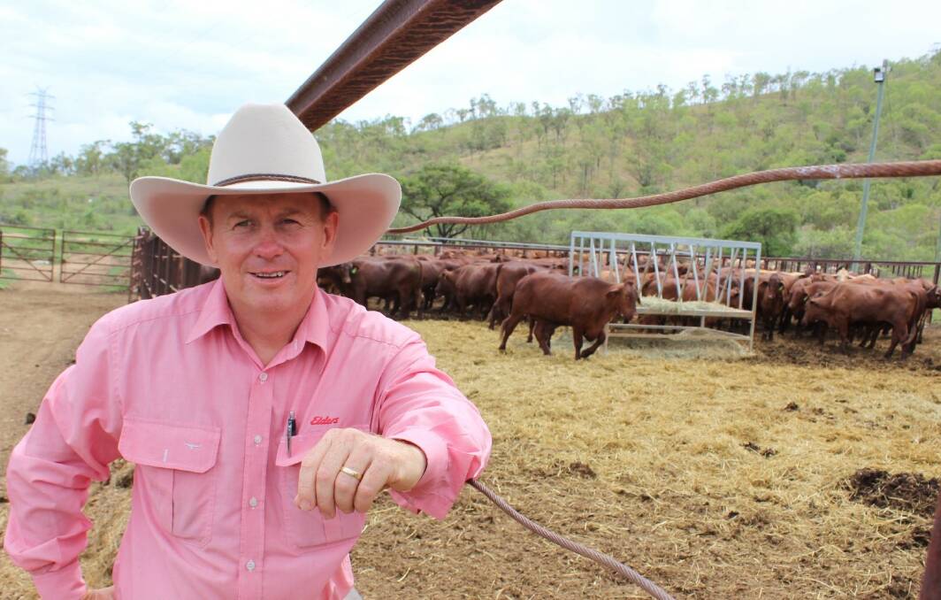 Townsville agent Tom Kennedy, Elders live export Queensland manager,  with cattle sourced from northern Australia headed to China for processing.