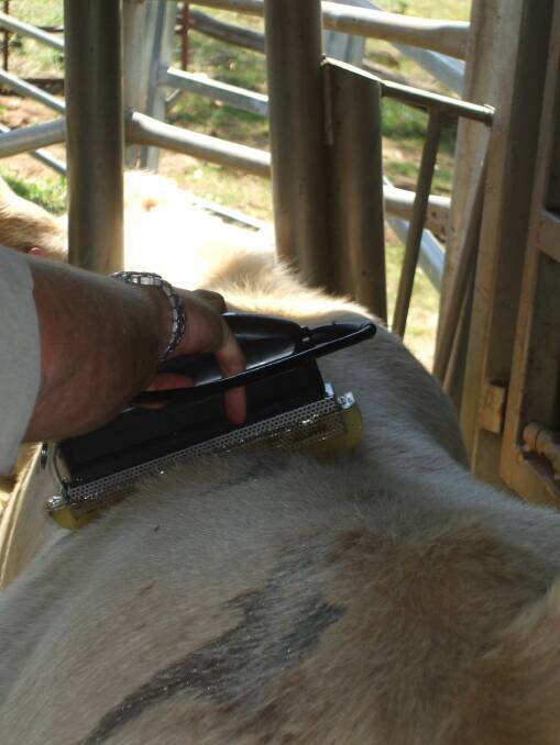 Push to ramp up scan data for heifers