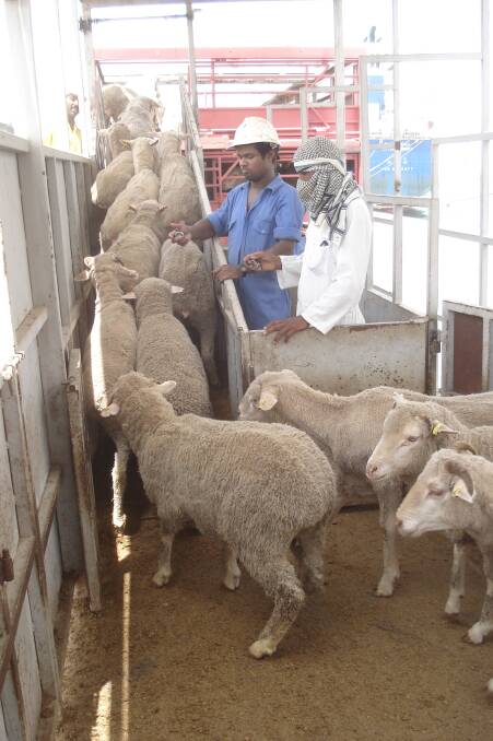 Transferring Australian sheep from ship to truck at Doha Port, Qatar, on the Arabian Peninsula.