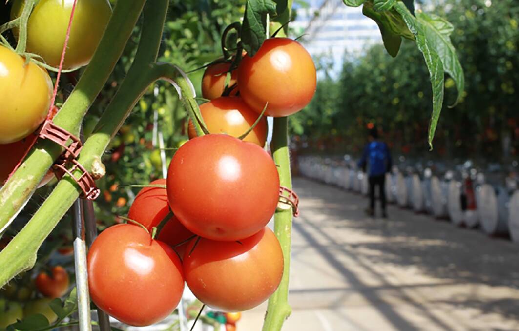 Fund has a hearty appetite for nation's biggest tomato 'factories'