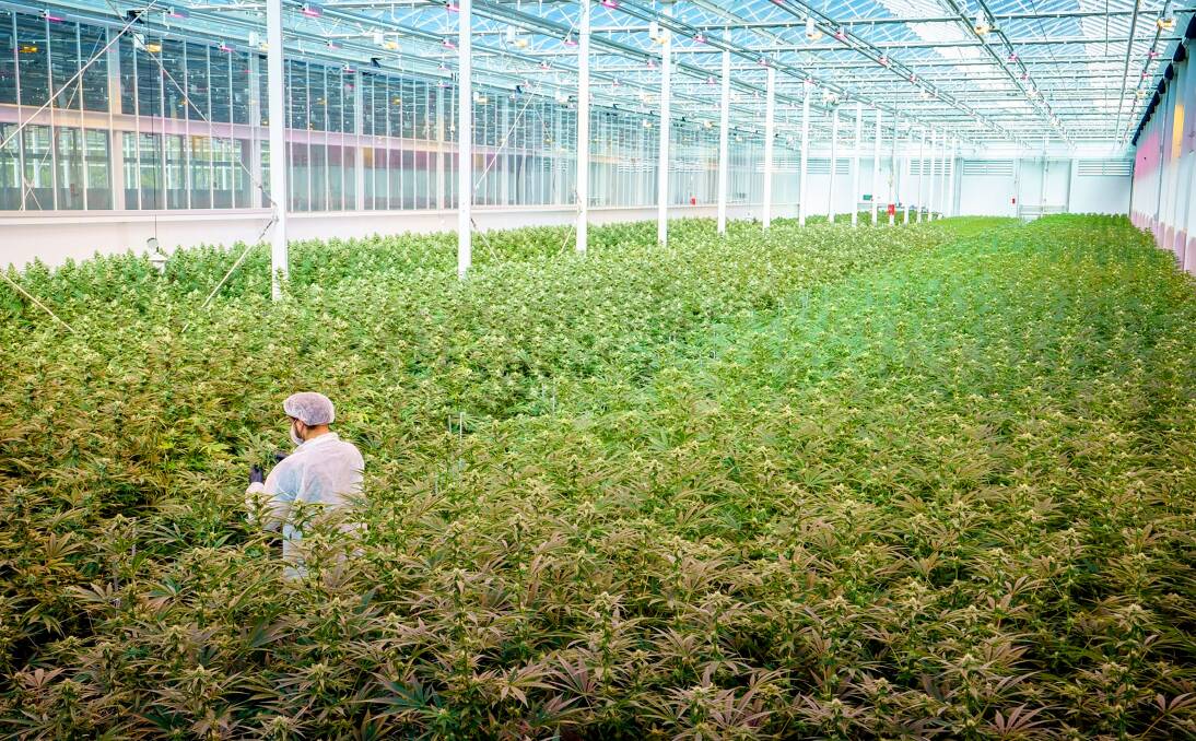 Cannabis being grown at the company's Mildura facility. Pictures: Cann Group.