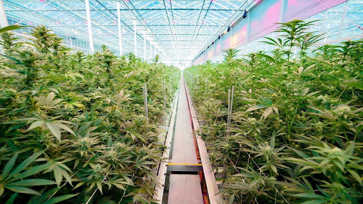 Cannabis growing inside the company's Mildura facility. 