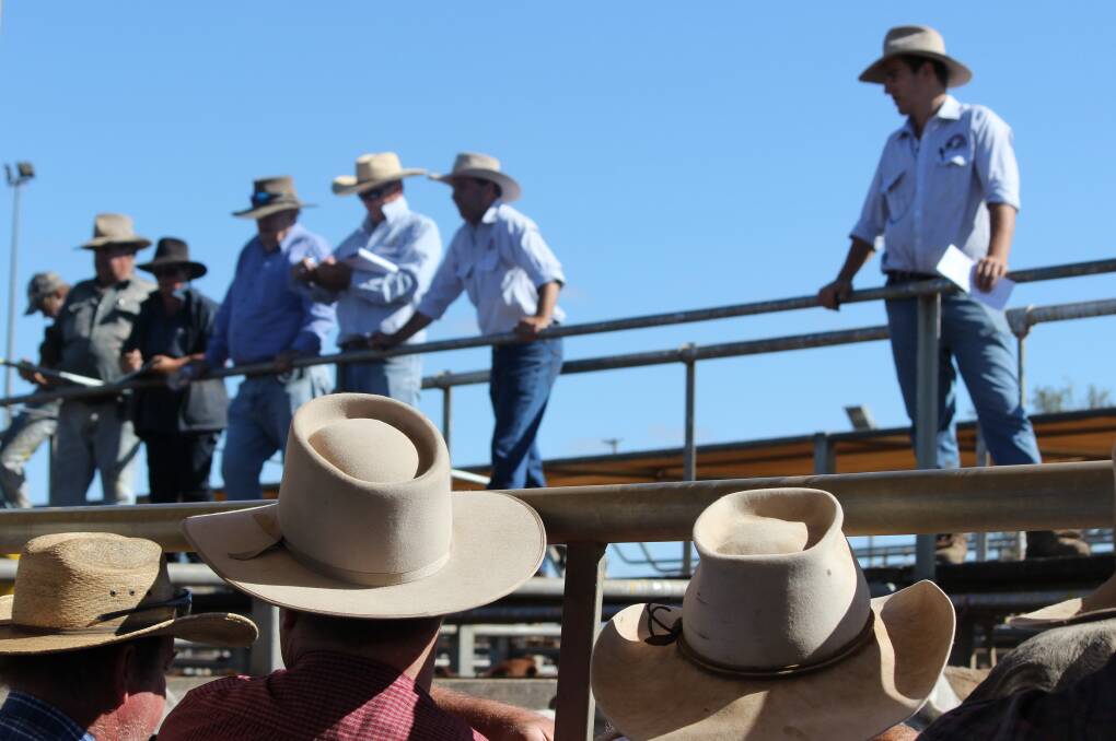 Roma Saleyards' store cattle price average climbing 18 per cent from the 2015/16 financial year to $1055/head, while the prime cattle price average only lifted 5pc during the 2016/17 financial year to $1401/head.