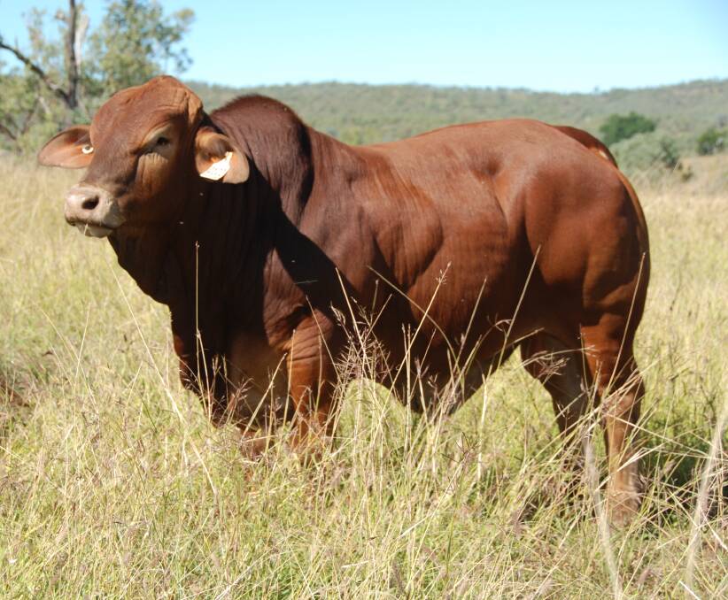 A young Queenslander bull on Jim Edwards' property Barlyne, Gayndah.