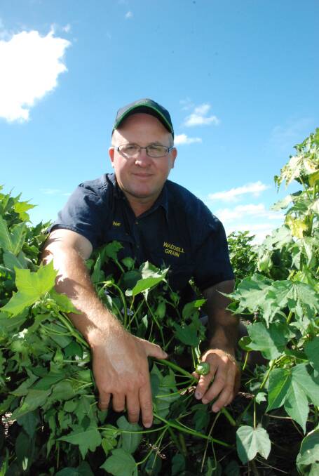 Bowenville farmer Peter Waddell has diversified his summer crop planting due to the recent low prices for sorghum.