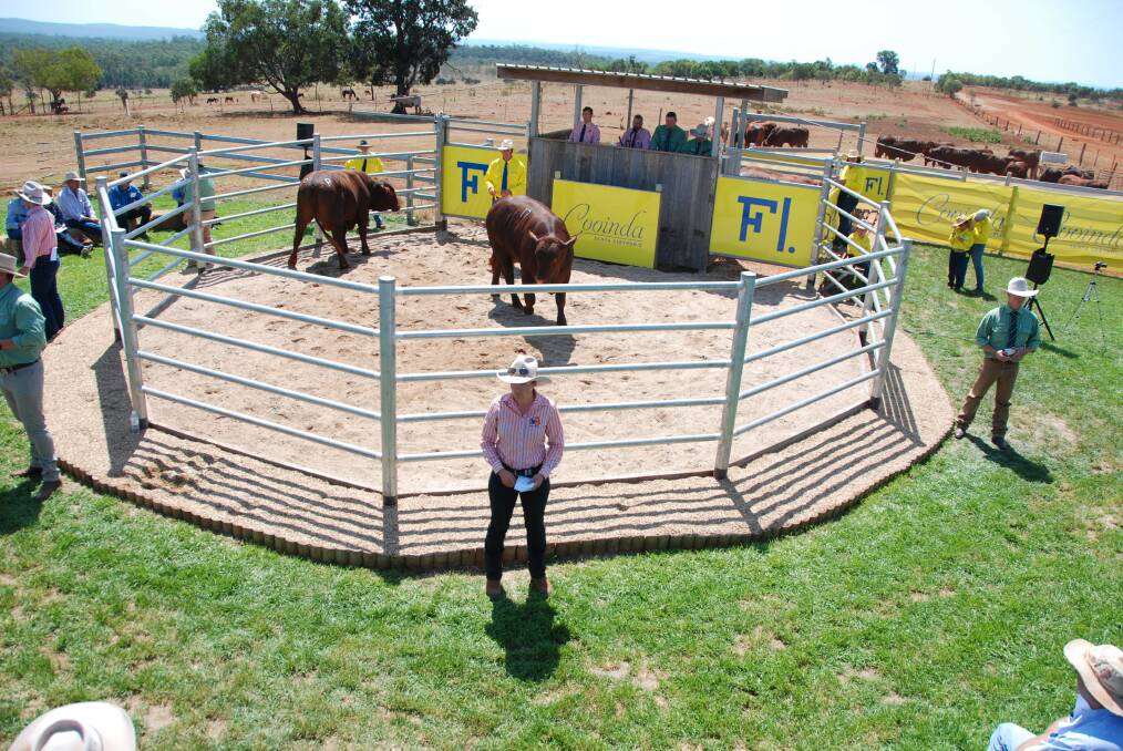 Cooinda Santa Gertrudis bull sale at Proston topped at $11,000 on Saturday.