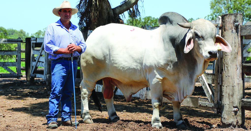 Paul Fenech with his $50,000 top seller PBF Lakota Manso 334/16. The bull sold to Kingaroy breeders, Dean Rasmussen and Marilyn Hansen, Droonoodoo Stud.