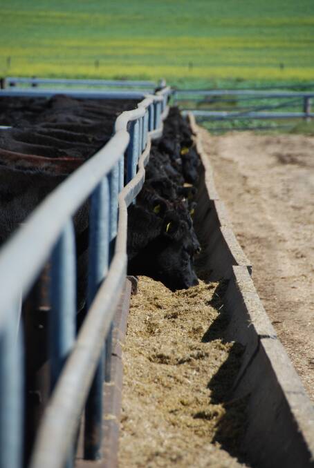 Edwards Livestock's Wagyu cattle bound of live export to Japan's Marusho Foods for 500-day feedlot feeding program.