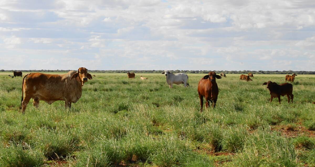 Australia's cattle herd is forecast to rise from a historic 24 year low during the second half of 2017.